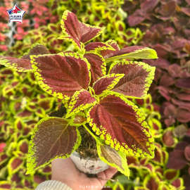 Coleus 'Fire Ball' - Solenostemon