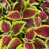 Coleus 'Fire Ball' - Solenostemon