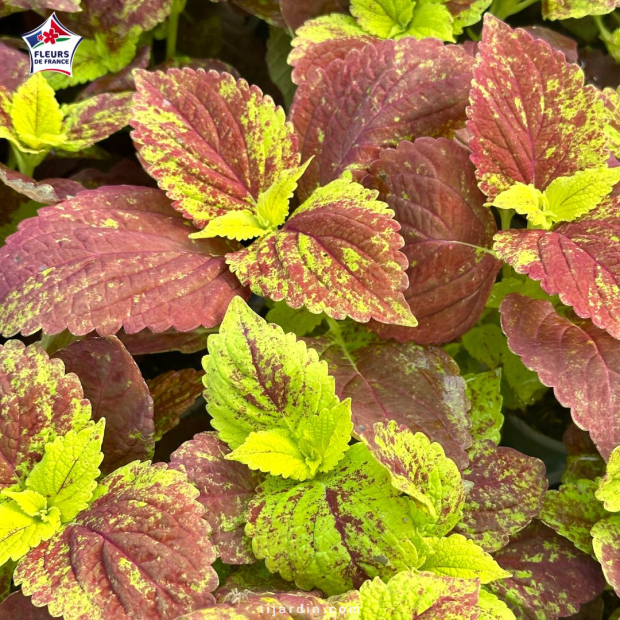 Coleus 'Alabama Sunset' - Solenostemon