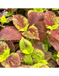Coleus 'Alabama Sunset' - Solenostemon