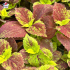 Coleus 'Alabama Sunset' - Solenostemon