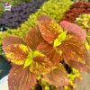 Coleus 'Alabama Sunset' - Solenostemon
