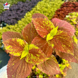 Coleus 'Alabama Sunset' - Solenostemon
