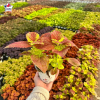 Coleus 'Alabama Sunset' - Solenostemon