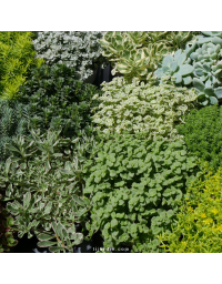 Lot de 3 Sedum rustiques