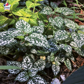 Hypoestes phyllostachya