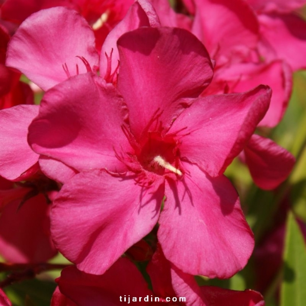 Nerium oleander 'Hardy Red'