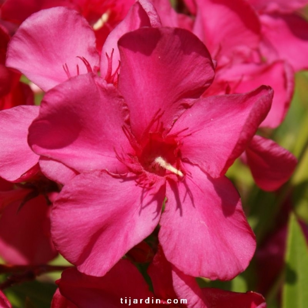 Nerium oleander 'Hardy Red' Nerium oleander 'Hardy Red'