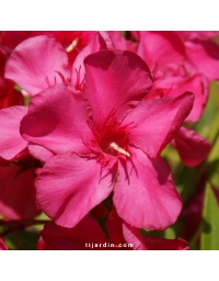 Nerium oleander - Laurier rose 'Hardy Red'