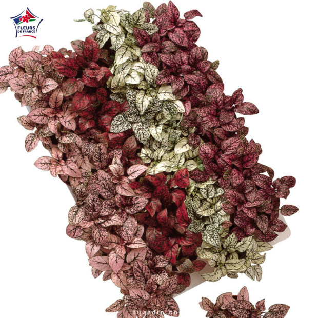 Hypoestes phyllostachya