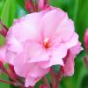 Nerium oleander 'Mrs Roeding'