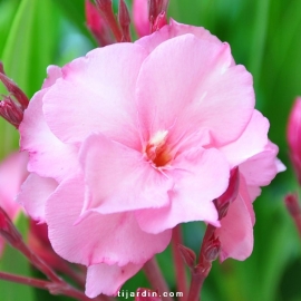 Nerium oleander 'Mrs Roeding'