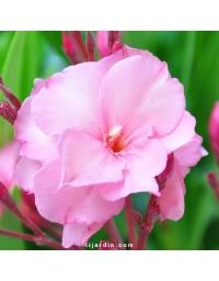 Laurier-rose 'Mrs Roeding' (Nerium oleander)