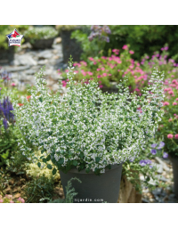 Calamintha nepeta