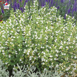 Nepeta faassenii 'Six Hills Giant' (herbe à chat, menthe des chats)