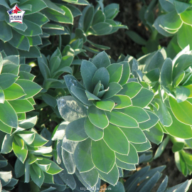 Euphorbia characias (euphorbe des garrigues)