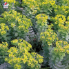 Euphorbia characias (euphorbe des garrigues)