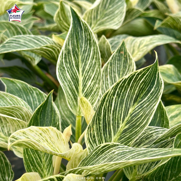 Philodendron 'White Wave'