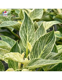 Philodendron 'White Wave'