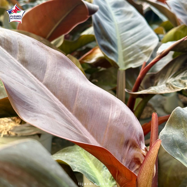 Philodendron 'Imperial Red'