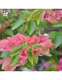 Bougainvillier 'Rose du Brésil'
