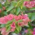 Bougainvillier 'Rose du Brésil'