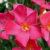 Nerium oleander 'Papa Gambetta'