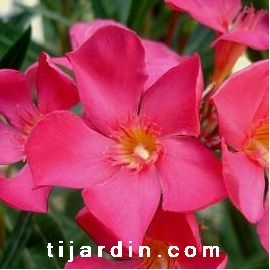 Nerium oleander 'Papa Gambetta'