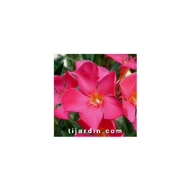 Nerium oleander 'Papa Gambetta'