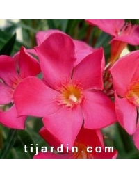 Nerium oleander - Laurier rose 'Papa Gambetta'