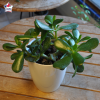 Crassula Ovata