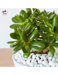 Crassula ovata - Arbre de jade