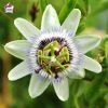 Podranea ricasoliana - Bignone rose
