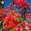Bougainvillier 'Melgueil Orange'