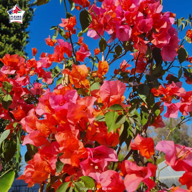 Bougainvillier 'Melgueil Orange'