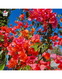 Bougainvillier 'Melgueil Orange'