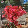Bougainvillier 'Melgueil Orange'
