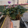 Cyclamen 'Dragon Blue'