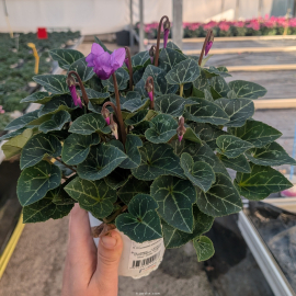 Cyclamen 'Dragon Blue'