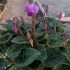 Cyclamen 'Dragon Blue'