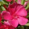 Nerium oleander 'Framboise'