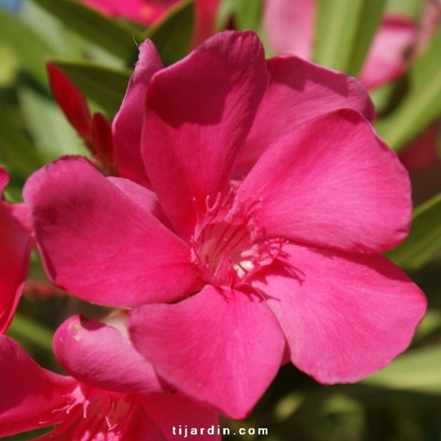 Nerium oleander 'Framboise'