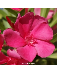 Laurier-rose 'Framboise' (Nerium oleander)