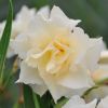 Nerium oleander 'Luteum Plenum'