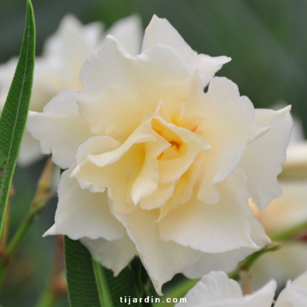 Nerium oleander 'Luteum Plenum' Nerium oleander 'Luteum Plenum'