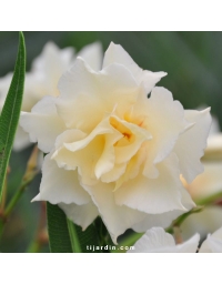 Nerium oleander - Laurier rose 'Luteum Plenum'