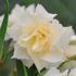 Laurier-rose 'Luteum Plenum' (Nerium oleander)