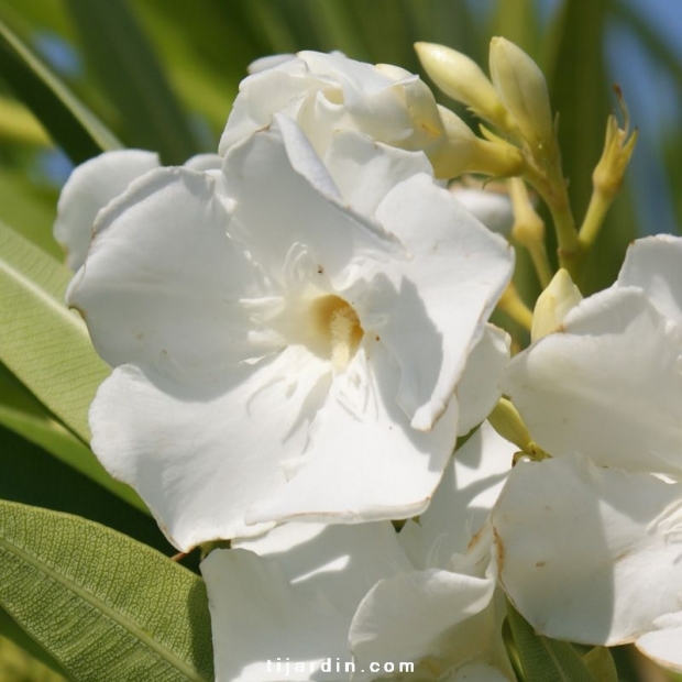 Nerium oleander 'Mont Blanc'