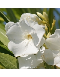 Laurier-rose 'Mont Blanc' (Nerium oleander)