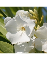 Nerium oleander - Laurier rose 'Mont Blanc'